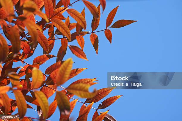 Foto de Folhas Vermelhas Outonal Contra Um Céu Azul Límpido e mais fotos de stock de Abstrato