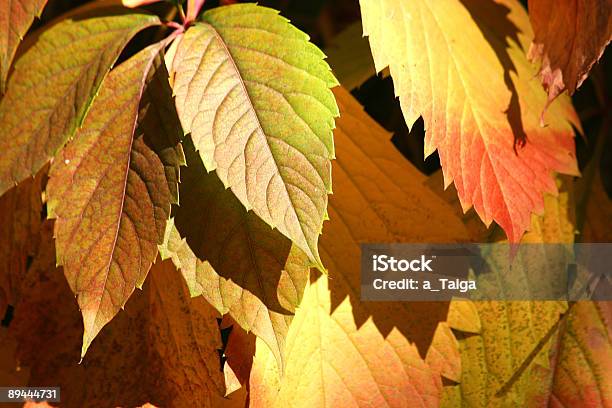 Autumnal Fundo Vermelho Folhas - Fotografias de stock e mais imagens de Abstrato - Abstrato, Amarelo, Arbusto