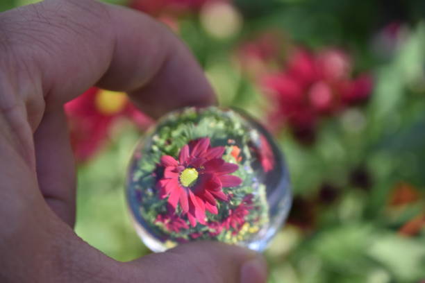 istock Flowers through a crystal ball 894449758