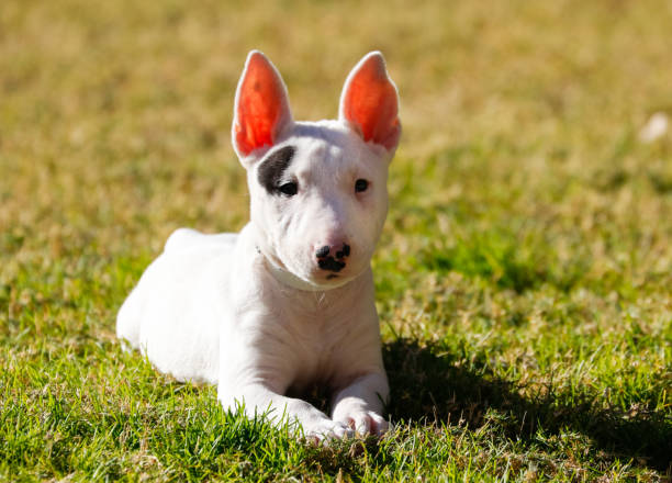 istock Bull Terrier Puppy in the grass 894449820