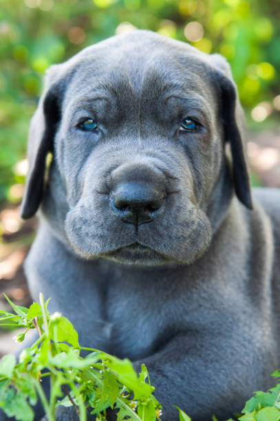 istock Gray Great Dane dog puppy portrait 894450270