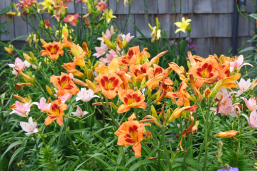 Yellow white daylily flowers decorative outside in spring or summer garden macro closeup with pistil stamen texture of blooming plant in USA, North America