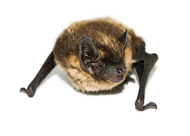 small brown bat (isolated) stock photo