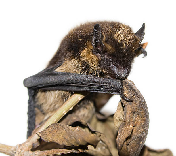 small brown bat sitting on branch (isolated) stock photo