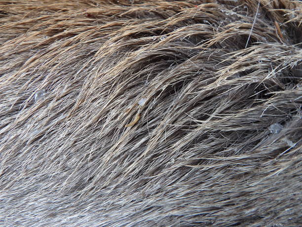 istock Furs of red deer 894453002