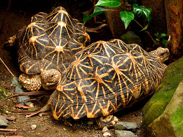 Tartaruga coppia - foto stock