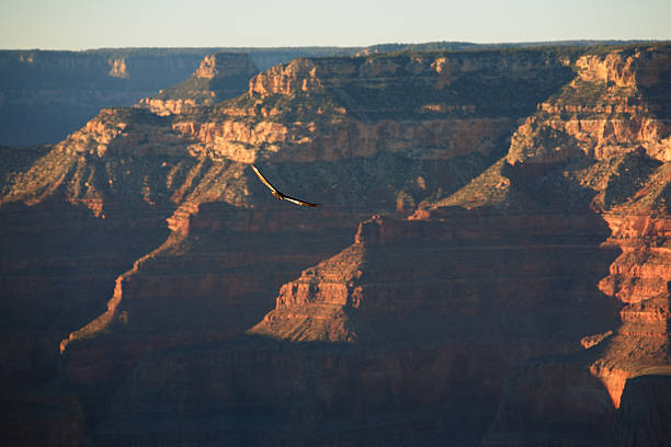 istock Grand Canyon - California Condor 89445560