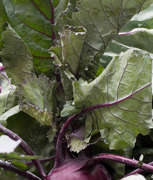 Purple Kohlrabi Leaves stock photo