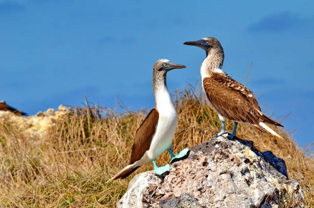 Blue Footed Booby on Isla Isabel a volcanic island 15 miles off Mexico’s Riviera Nayarit coast. Blue Footed Booby on Isla Isabel a volcanic island 15 miles off Mexico’s Riviera Nayarit coast. sula nebouxii stock pictures, royalty-free photos & images