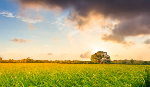 istock Panoramic view nature Landscape of a green field with rice 894457692