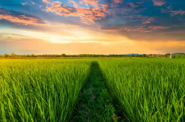 Panoramic view nature Landscape of a green field with rice at sunset
