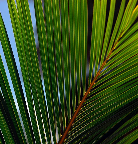 Palm leaf stock photo