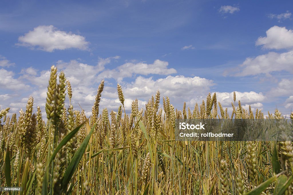 cornfield - Photo de Agriculture libre de droits