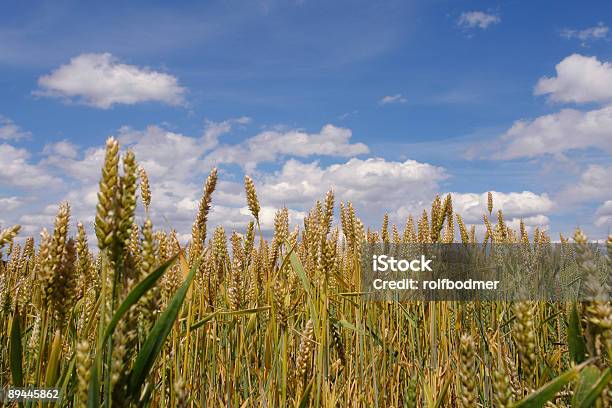 Campo Di Grano - Fotografie stock e altre immagini di Agricoltura - Agricoltura, Agricoltura biologica, Ambientazione esterna