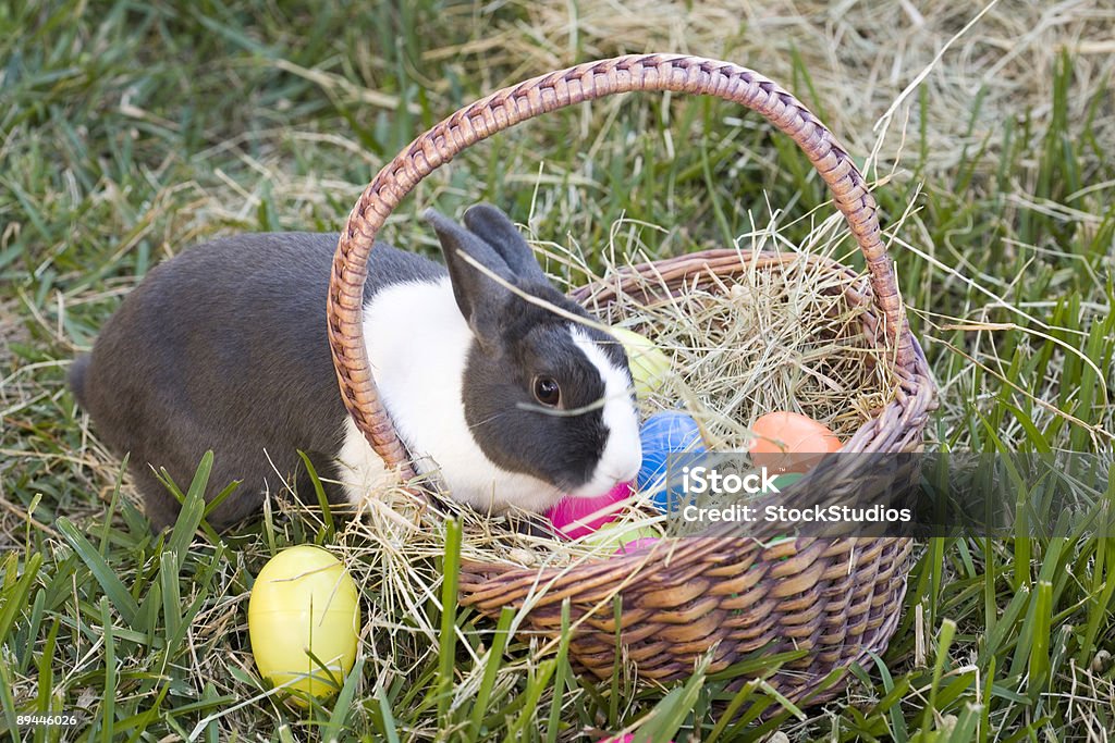 Lapin et Panier de Pâques - Photo de Blanc libre de droits