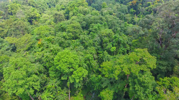 istock Aerial shot tropical forest and  Waterfall  south Thailand 894464582