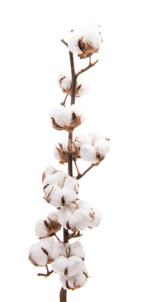 Fluffy cotton ball of cotton plant stock photo