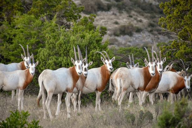 scimitar oryx стадо - scimitar стоковые фото и изображения