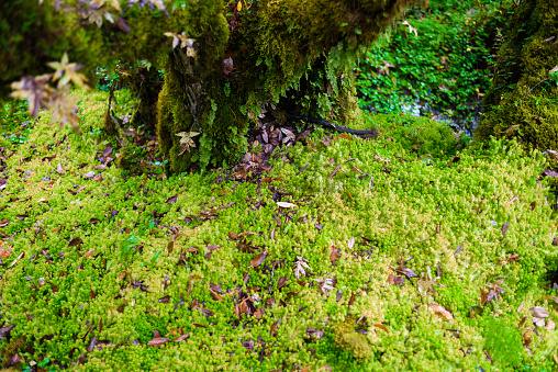 Sphagnum moss in Ang Ka Luang Nature Trail is an educational nature trail inside a rainforest on the peak of Doi Inthanon National Park in Chiang Mai, Thailand. very popular for photographer and tourists. Natural and Travel Concept.