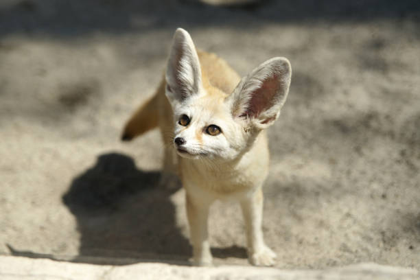istock Sunshine and fennec fox 894472150