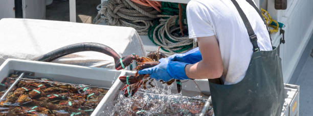 istock Fisherman sorting live Maine lobsters 894476680