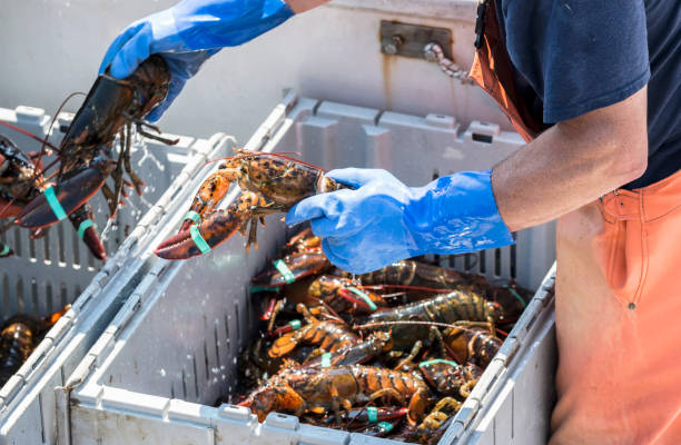 istock Lobster fisherman sorting live Maine lobsters 894478692
