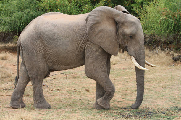istock Lake Kariba - Zimbabwe 894480866