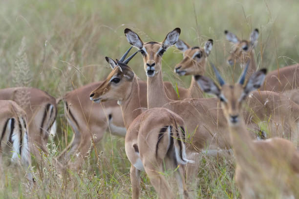 istock Lake Kariba - Zimbabwe 894480930