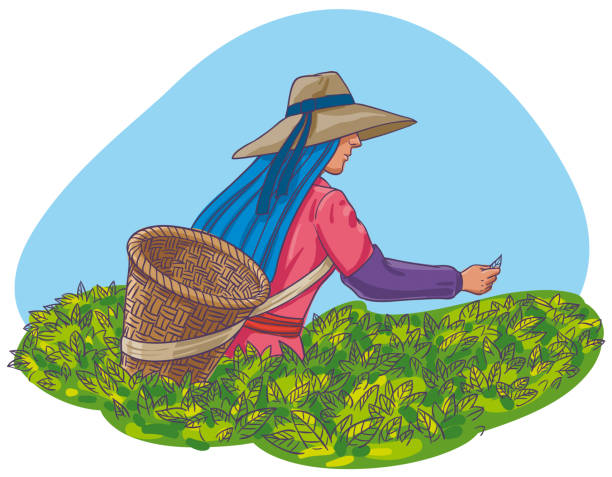 ilustrações de stock, clip art, desenhos animados e ícones de harvest of tea leaves - tea crop picking indian culture tea leaves