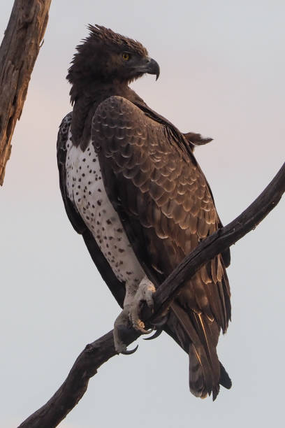 istock Lake Kariba - Zimbabwe 894481660