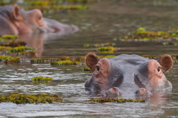 An aerial view of a hippopotamus in a swamp.