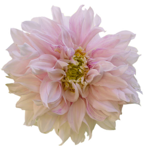 istock Dahlia flower isolated  on a white background 894502140