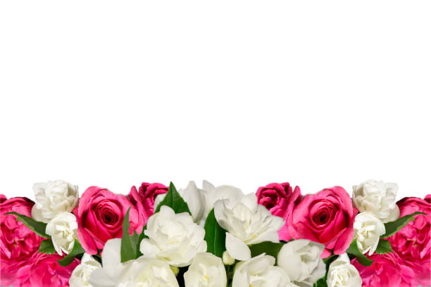 istock Pink rose flowers  and jasmine isolated on white,greeting card template 894502160