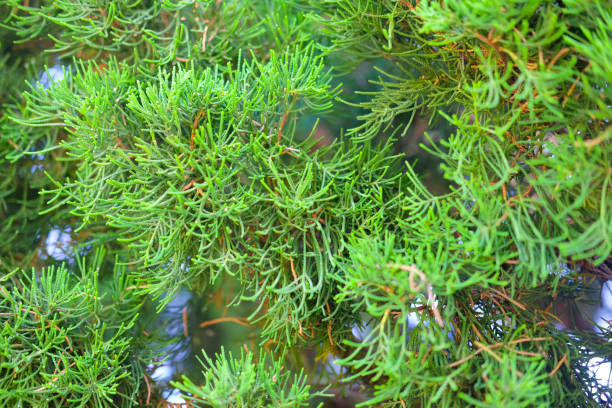 istock Closeup of fresh green leaves pine 894504594