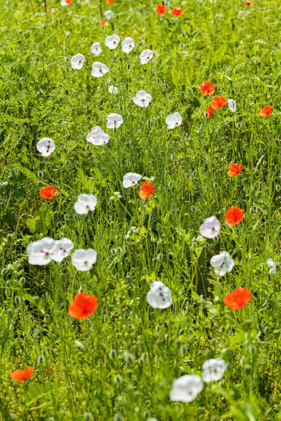 white and red poppy in the grass