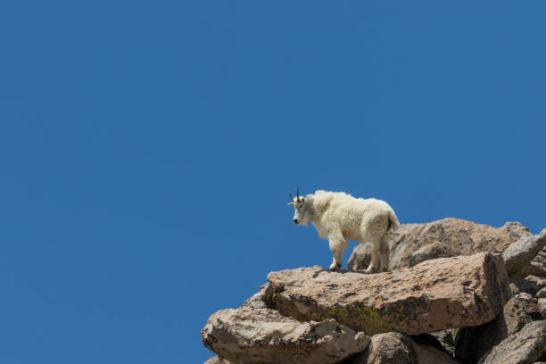 istock Mountain Goat on Mount Evans Colorado 894511370