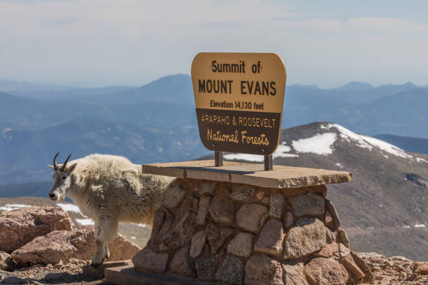 istock Mountain Goat on Mount Evans Colorado 894511372