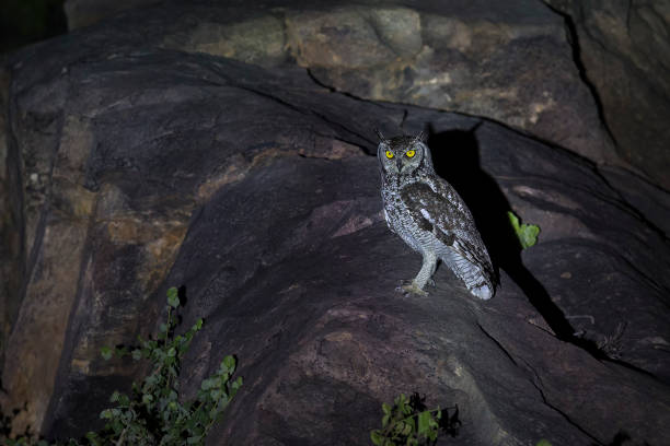 istock Spotted Eagle-Owl sitting on rocks in a spotlight at night 894520112