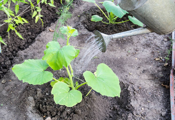 istock Watering of plants 894520496