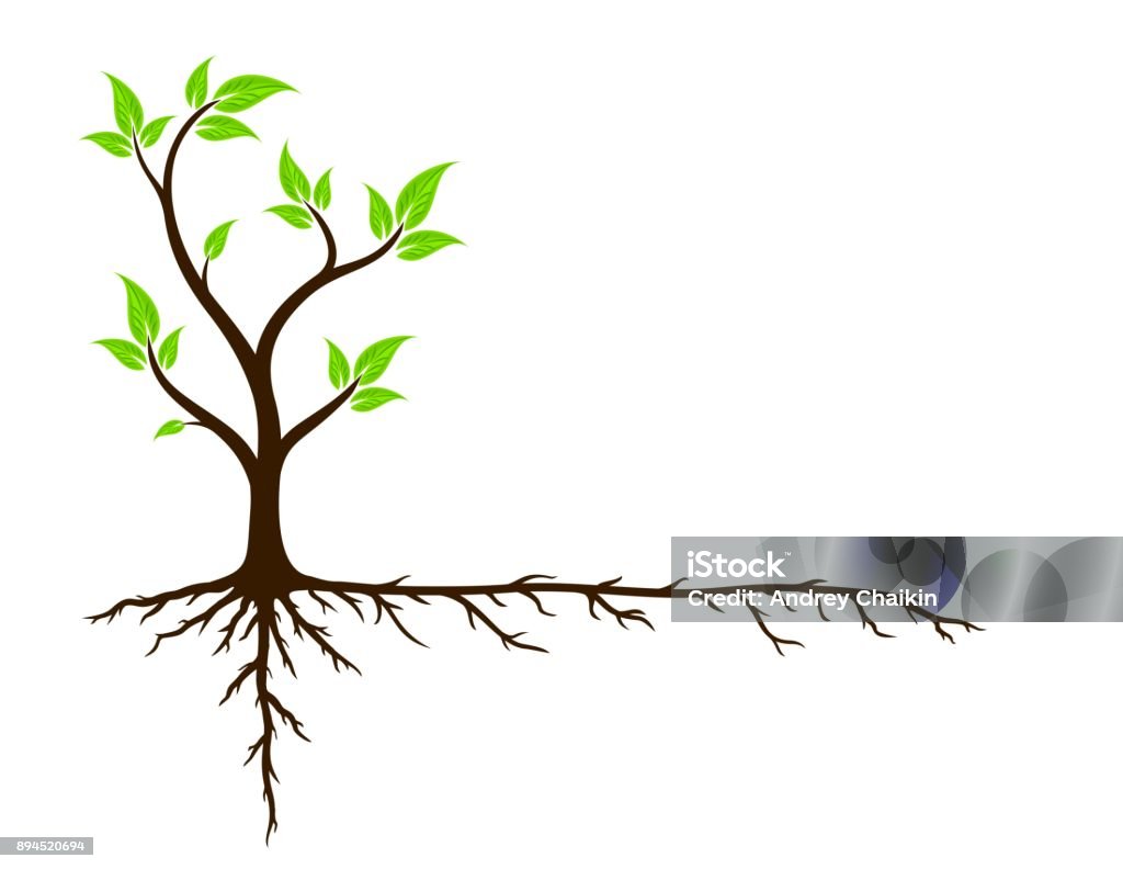 Green tree with roots. A logo of green tree with root system. Root stock vector