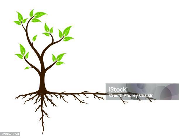 Green Tree With Roots Stock Illustration - Download Image Now - Root, Tree, Sapling
