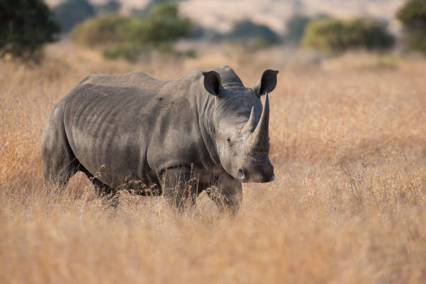 istock Lone rhino standing on a open area looking for safety from poachers 894527730
