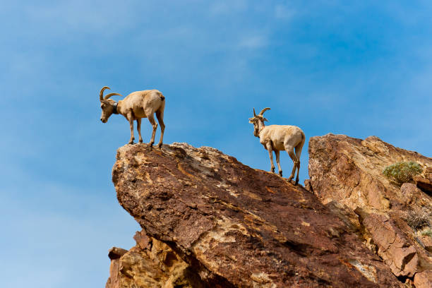 ovejas del carnero con grandes cuernos en el parque estatal desierto de anza borrego del desierto. california, estados unidos - canyon plateau large majestic fotografías e imágenes de stock