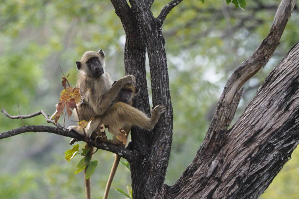 istock Baboons at Matusadona National Park 894527754