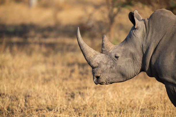 commandes de rhino solitaire sur un espace ouvert à la recherche de sécurité contre les braconniers - horned photos et images de collection