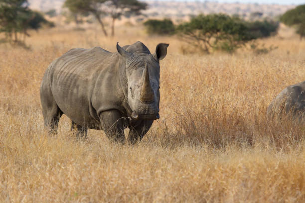 istock Lone rhino standing on a open area looking for safety from poachers 894527864