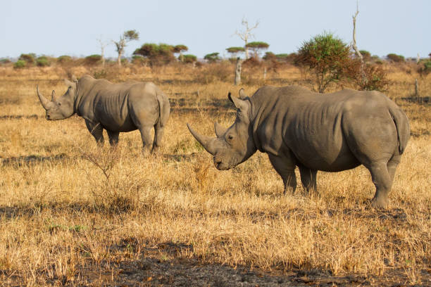 istock Two rhino standing on a open area looking for safety from poachers 894527870