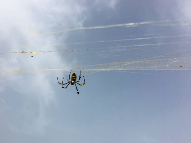 istock Golden orb silk weaver spider from Boa Vista, Cape Verde 894535518