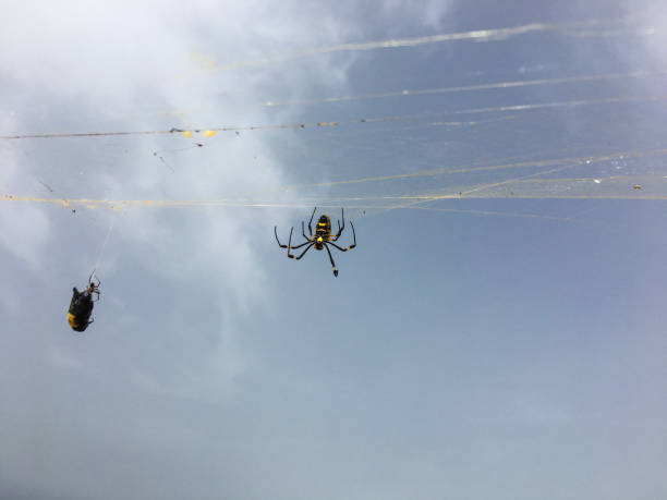 istock Golden orb silk weaver spider from Boa Vista, Cape Verde 894535578