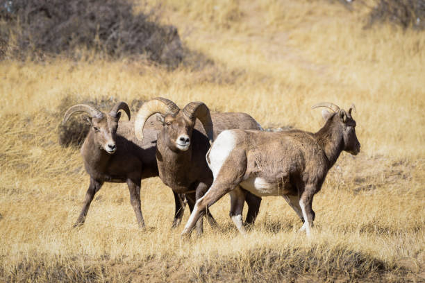 istock Colorado Rocky Mountain Bighorn Sheep 894536182